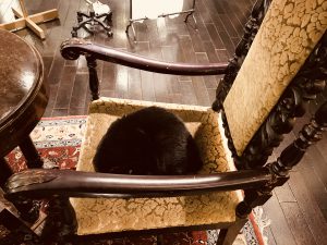 椅子の黒猫