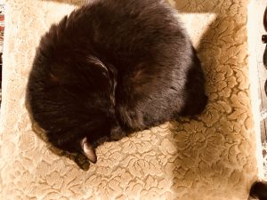 丸まった黒猫