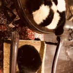 幸せを呼ぶ黒猫リリーちゃん。の巻☆